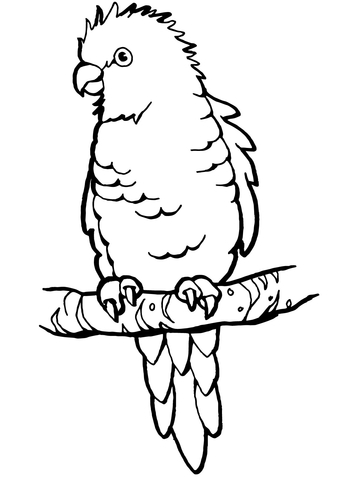 Perched Parrot Coloring Page